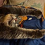 Saphir a rejoint le concours — aidez-le/la à gagner de superbes lots ! cat, sleeping, paws, fur, blanket, cozy, relaxed, animal, pet, closeup, whiskers, claws, striped, cute, feline, indoor, resting, soft, comfort, napping