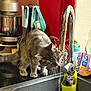 cat, gray_tabby, kitchen, sink, faucet, water_stream, countertop, kitchen_utensils, cleaning_supplies, red_wall, chrome, drinking, pet, animal, domestic, whiskers, curious, household, indoor, hydration
