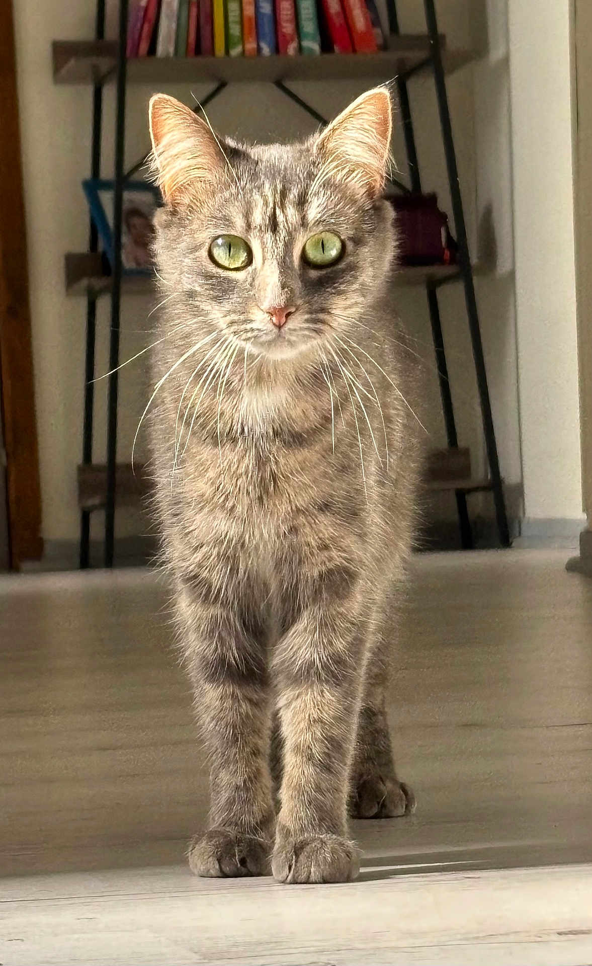 Saphir participe au concours pour gagner de l'argent avec cette photo : cat, tabby, green_eyes, whiskers, floor, indoor, furniture, bookshelf, books, photo_frame, curious, pet, animal, fur, paws, standing, domestic, mammal, closeup, home