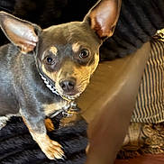 Scooby joined the competition — help win amazing prizes! animal, black, blanket, brown, collar, companion, cushion, cute, dog, domestic_animal, ears, floor, furniture, home, indoor, looking_up, pet, resting, small_dog, tan