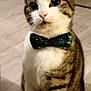 cat, tabby, bow_tie, pet, indoor, floor, curious, animal, feline, whiskers, ears, sitting, domestic, cute, portrait, closeup, striped, white_paws, attention, accessory