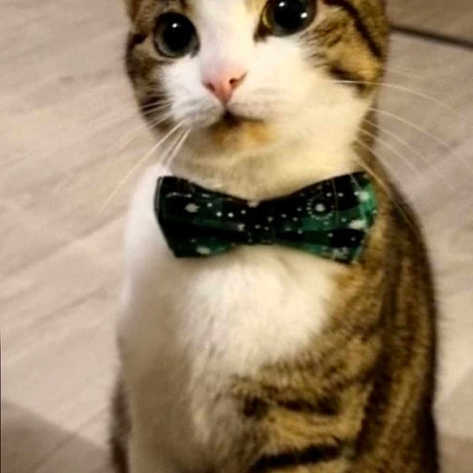 Scuti participe au concours pour gagner de l'argent avec cette photo : accessory, animal, attention, bow_tie, cat, closeup, curious, cute, domestic, ears, feline, floor, indoor, pet, portrait, sitting, striped, tabby, whiskers, white_paws