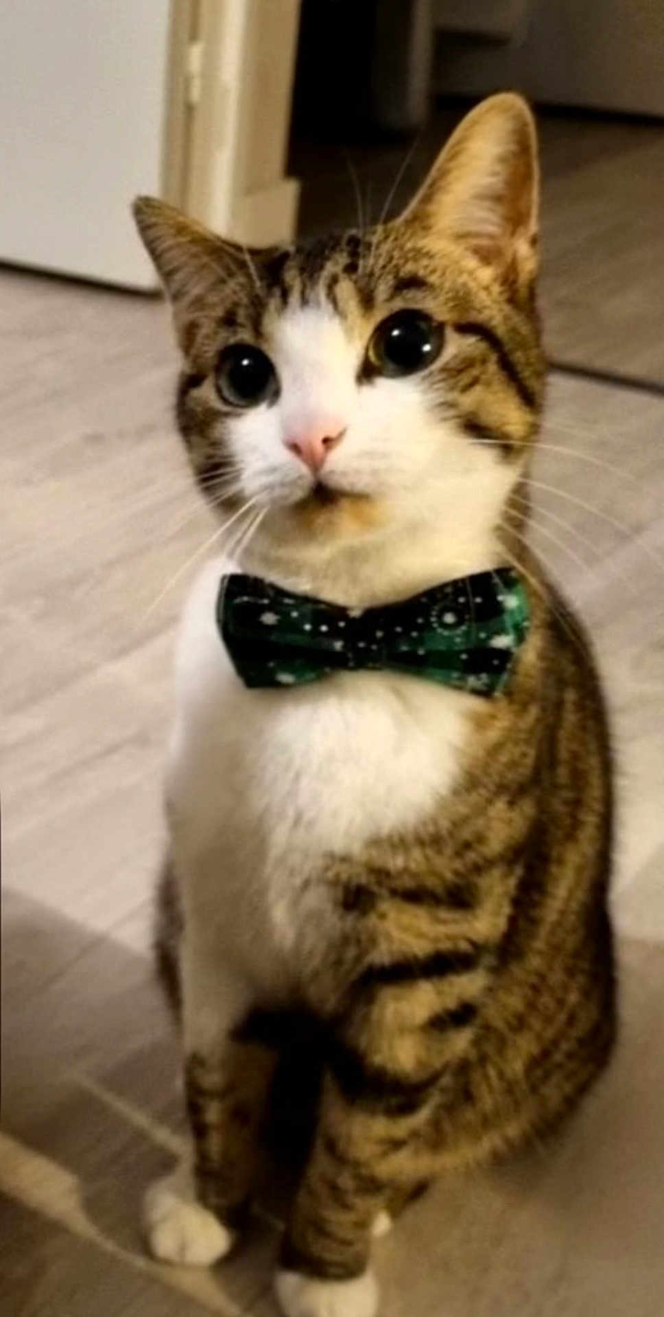 Scuti participe au concours pour gagner de l'argent avec cette photo : cat, tabby, bow_tie, pet, indoor, floor, curious, animal, feline, whiskers, ears, sitting, domestic, cute, portrait, closeup, striped, white_paws, attention, accessory