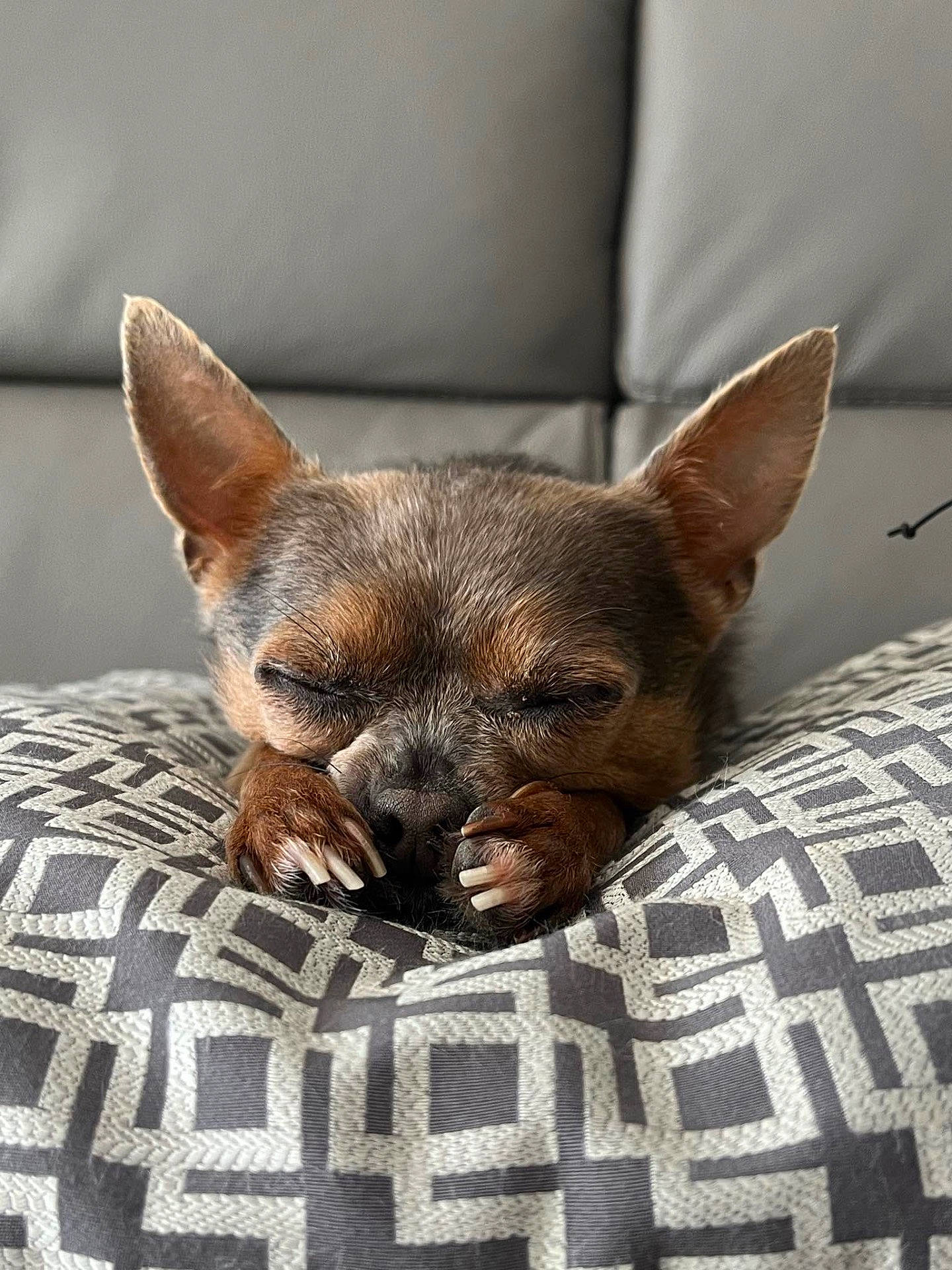 Luna joined the competition — help win amazing prizes! animal, blanket, bulldog, canine, chihuahua, couch, cushion, dog, fox, furniture, homedecor, hound, kitfox, person, pet, puppy, quilt, sleeping, snout, terrier