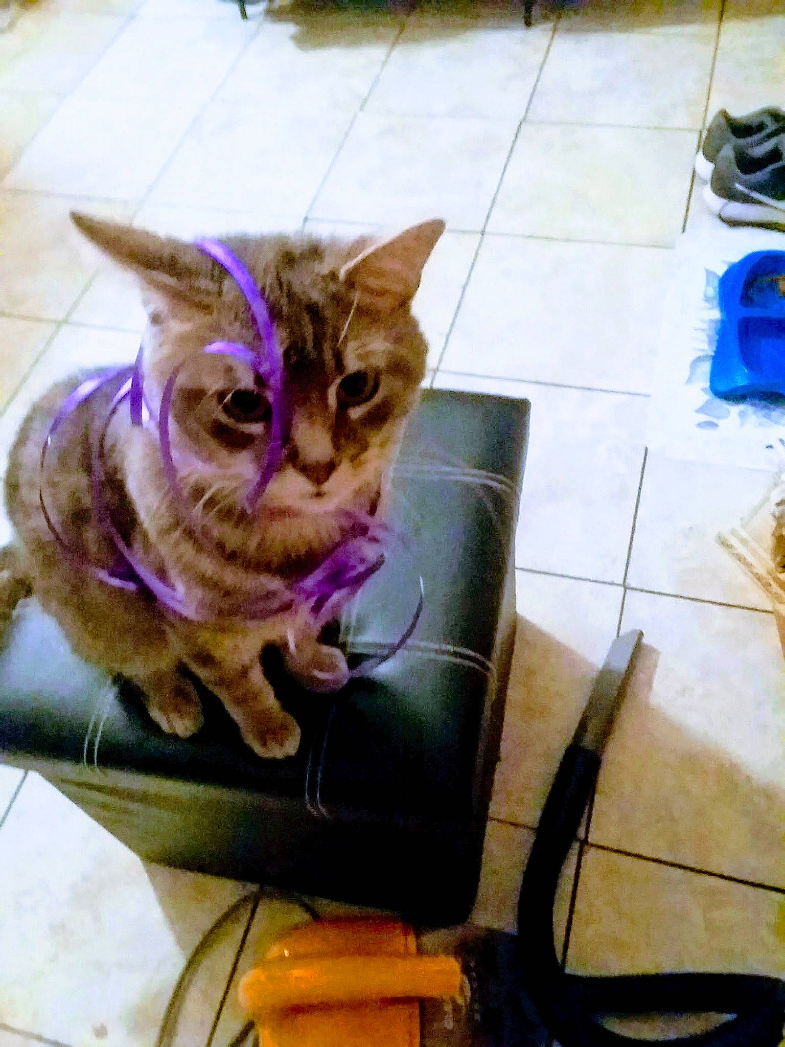 Buddy is registered to the contest to win money with this photo: cable, carnivore, cat, claw, domestic_short_haired_cat, eyewear, fawn, felidae, flooring, fur, hardwood, lap, metal, paw, selfie, sitting, small_to_medium_sized_cats, tail, whiskers, wire