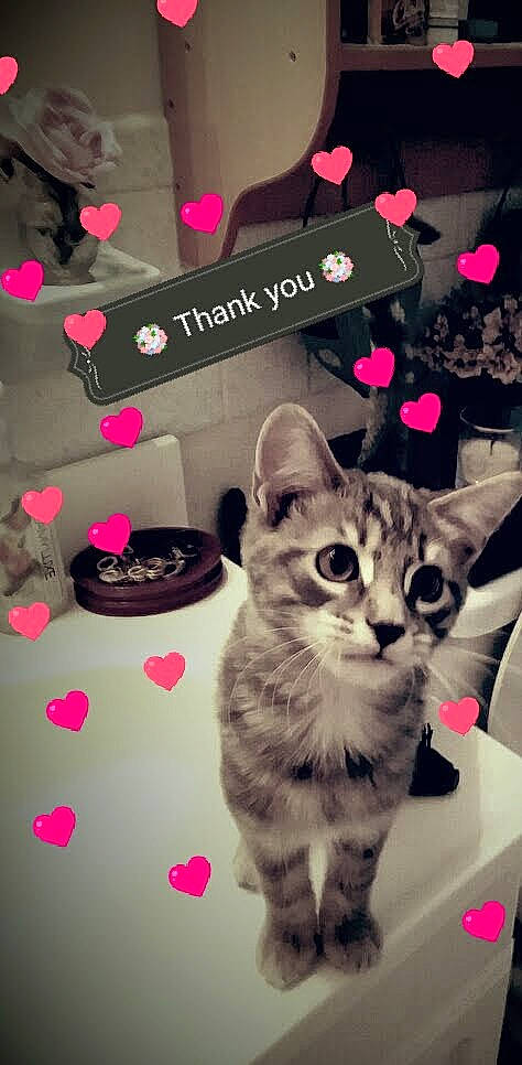 Buddy joined the competition — help win amazing prizes! advertising, art, carnivore, cat, domestic_short_haired_cat, event, felidae, font, fur, graphic_design, graphics, logo, magenta, pattern, paw, photo_caption, pink, small_to_medium_sized_cats, tail, whiskers