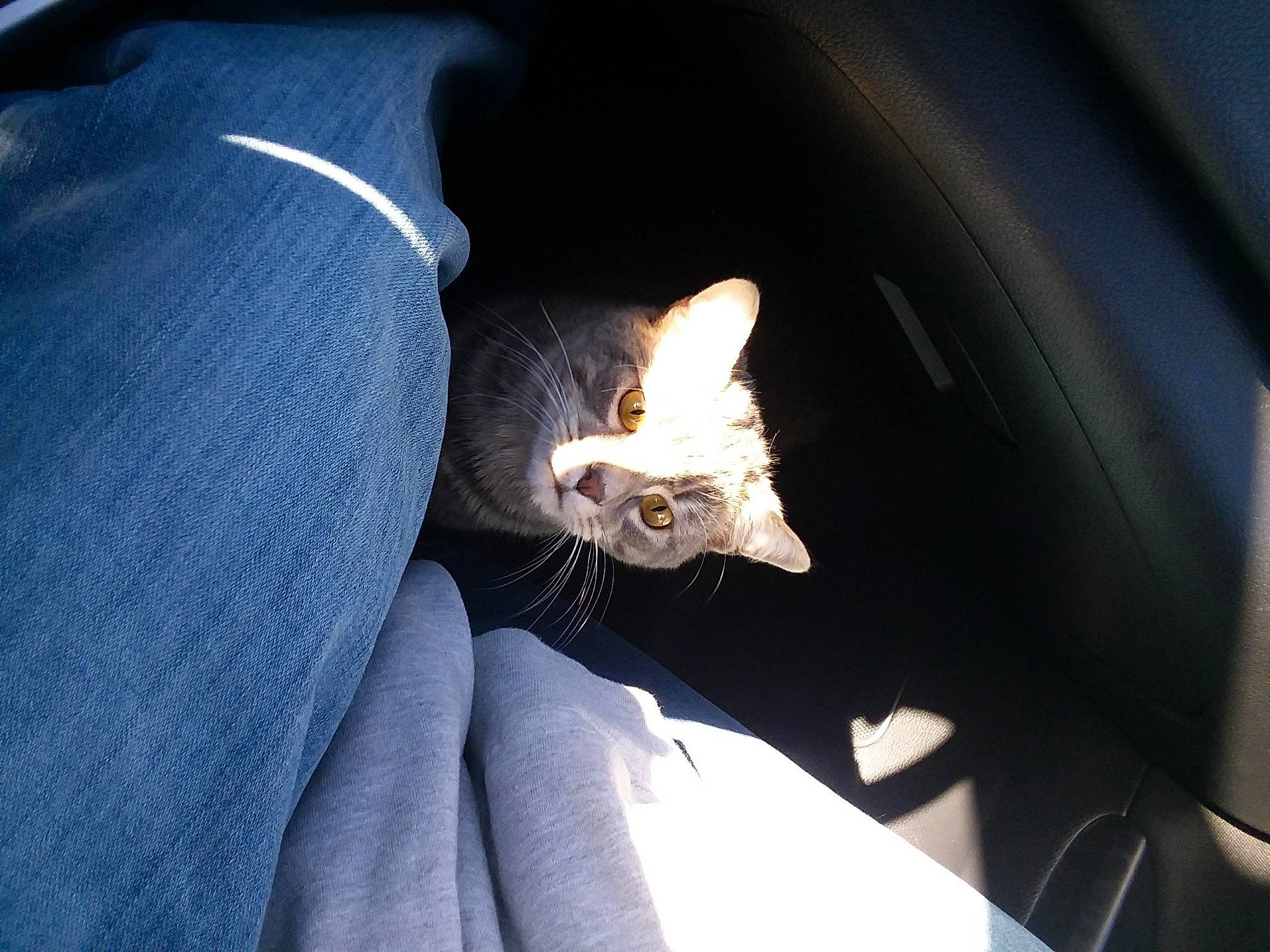 Buddy is registered to the contest to win money with this photo: automotive_exterior, automotive_lighting, automotive_tire, automotive_wheel_system, bumper, carnivore, cat, electric_blue, felidae, fender, headlamp, hood, motor_vehicle, rim, small_to_medium_sized_cats, sunglasses, tire, vehicle_door, wheel, whiskers