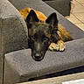 dog, puppy, shepherd, fluffy, black_and_tan, lying_down, sofa, couch, indoor, home, living_room, pet, animal, ears, paws, fur, portrait, relaxed, coffee_table, remote_control