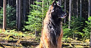 Pretty a rejoint le concours — aidez-le/la à gagner de superbes lots ! dog, german_shepherd, long_hair, sitting, forest, woodland, trees, tree_stump, moss, nature, outdoors, animal, canine, pet, black_and_tan, ears, profile, sunlight, wildlife, portrait