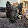Pretty a rejoint le concours — aidez-le/la à gagner de superbes lots ! dog, pet, fluffy, black_and_tan, long_hair, lying_down, couch, indoor, portrait, close_up, face, paws, brown_fur, black_fur, alert, cute, relaxed, home, cat_tree, photography