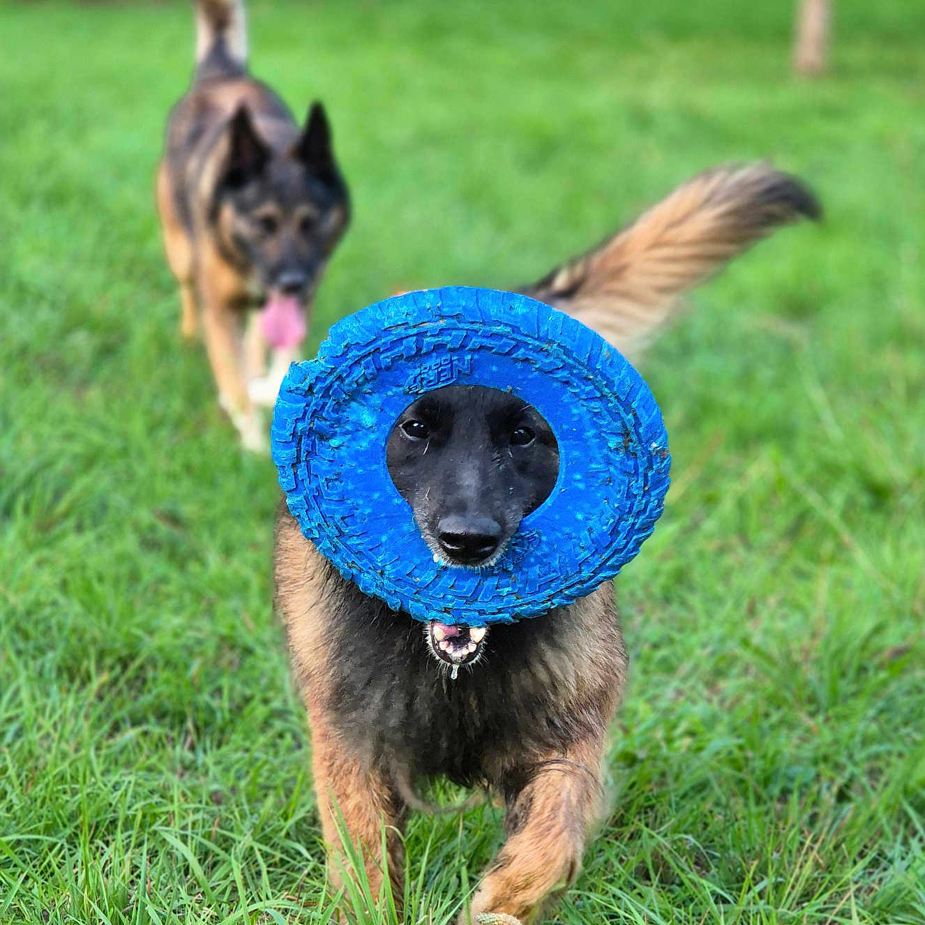 Pretty a rejoint le concours — aidez-le/la à gagner de superbes lots ! dog, dogs, german_shepherd, mixed_breed, outdoors, grass, park, playing, running, fetch, toy, blue_tire, funny, happy, tongue_out, wagging_tail, pet, animal, blurred_background, daylight