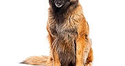 Pretty participe au concours pour gagner de l'argent avec cette photo : alert, animal, belgian_shepherd, black_and_tan, canine, dog, ears, face, fluffy, front_view, fur, long_hair, pet, photography, portrait, shepherd, sitting, studio, tail, white_background