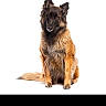 Pretty participe au concours pour gagner de l'argent avec cette photo : dog, shepherd, belgian_shepherd, long_hair, fluffy, sitting, portrait, studio, white_background, animal, pet, canine, ears, fur, black_and_tan, tail, front_view, alert, face, photography