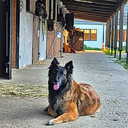 Pretty participe au concours pour gagner de l'argent avec cette photo : dog, horse, stable, barn, animal, pet, lying_down, sitting, tongue_out, fluffy, black_and_brown, portrait, outdoor, farm, equestrian, stall, wooden_structure, concrete_floor, hay, traffic_cone
