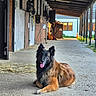dog, horse, stable, barn, animal, pet, lying_down, sitting, tongue_out, fluffy, black_and_brown, portrait, outdoor, farm, equestrian, stall, wooden_structure, concrete_floor, hay, traffic_cone