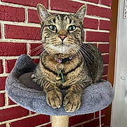 Jamo is registered to the contest to win money with this photo: cat, tabby, pet, feline, indoor, cat_tree, perch, brick_wall, collar, curious, whiskers, paws, fur, domestic_cat, animal, closeup, portrait, cute, resting, alert