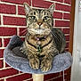 cat, tabby, pet, feline, indoor, cat_tree, perch, brick_wall, collar, curious, whiskers, paws, fur, domestic_cat, animal, closeup, portrait, cute, resting, alert