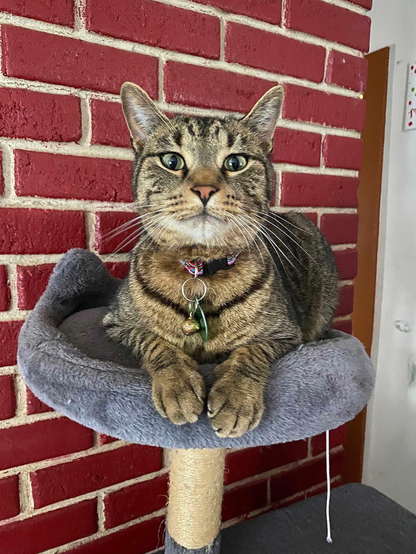 Jamo is registered to the contest to win money with this photo: cat, tabby, pet, feline, indoor, cat_tree, perch, brick_wall, collar, curious, whiskers, paws, fur, domestic_cat, animal, closeup, portrait, cute, resting, alert
