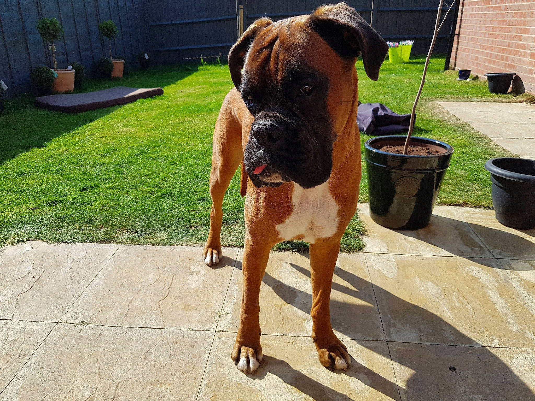 Bradley is registered to the contest to win money with this photo: boerboel, boxer, bullmastiff, canidae, carnivore, dog, dog_breed, dorset_olde_tyme_bulldogge, english_mastiff, fawn, giant_dog_breed, korean_mastiff, mammal, molosser, rare_breed_dog, snout, sporting_group, tosa, vertebrate, working_dog