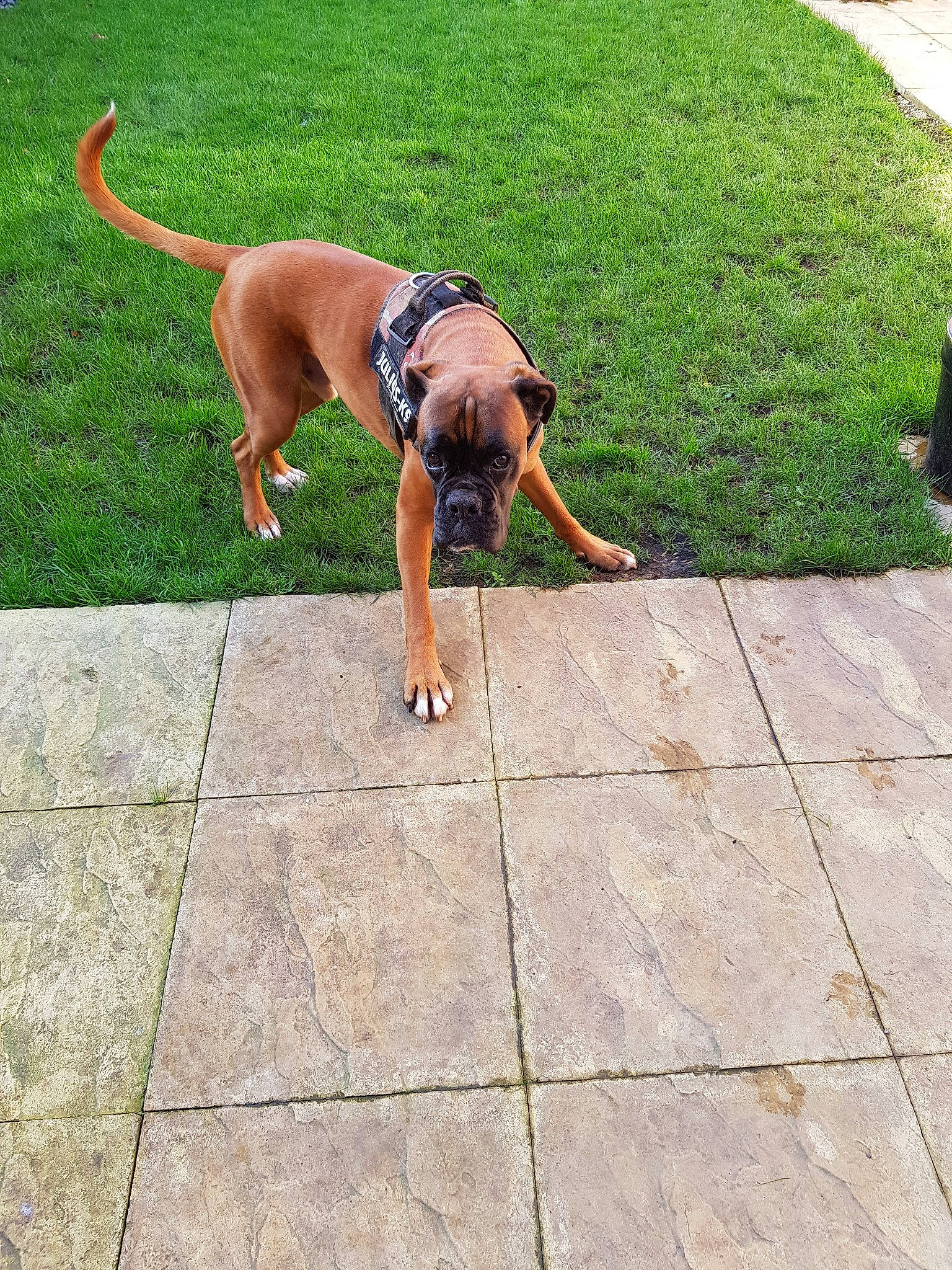 Bradley is registered to the contest to win money with this photo: black_mouth_cur, boxer, bullmastiff, canidae, carnivore, dog, dog_breed, dog_walking, fawn, grass, hound, leash, mammal, rhodesian_ridgeback, working_dog