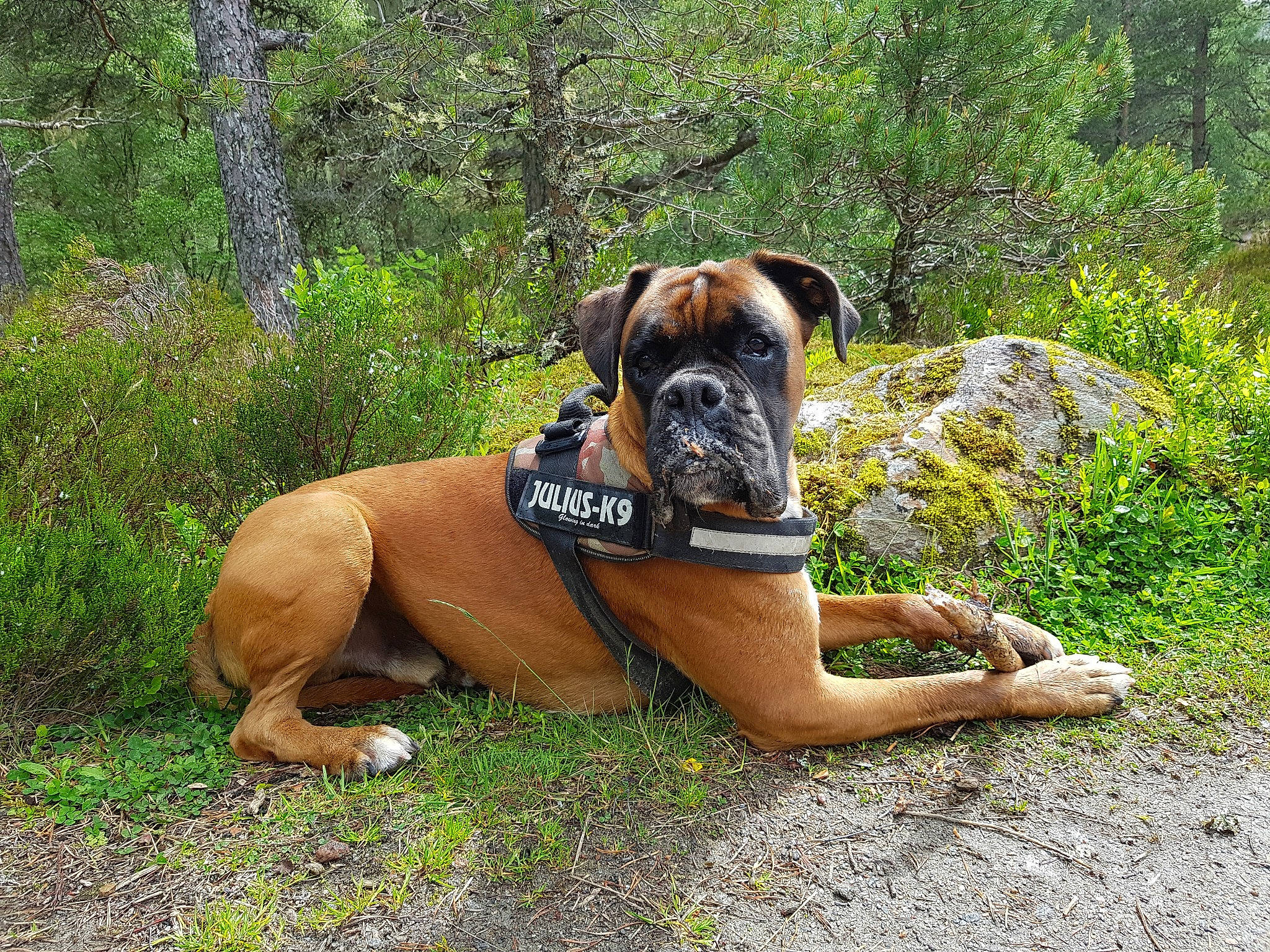 Bradley is registered to the contest to win money with this photo: adventure, boerboel, boxer, bullmastiff, canidae, carnivore, collar, companion_dog, dog, dog_breed, dog_collar, english_mastiff, fawn, grass, mammal, perro_de_presa_mallorquin, rare_breed_dog, snout, sporting_group, tosa