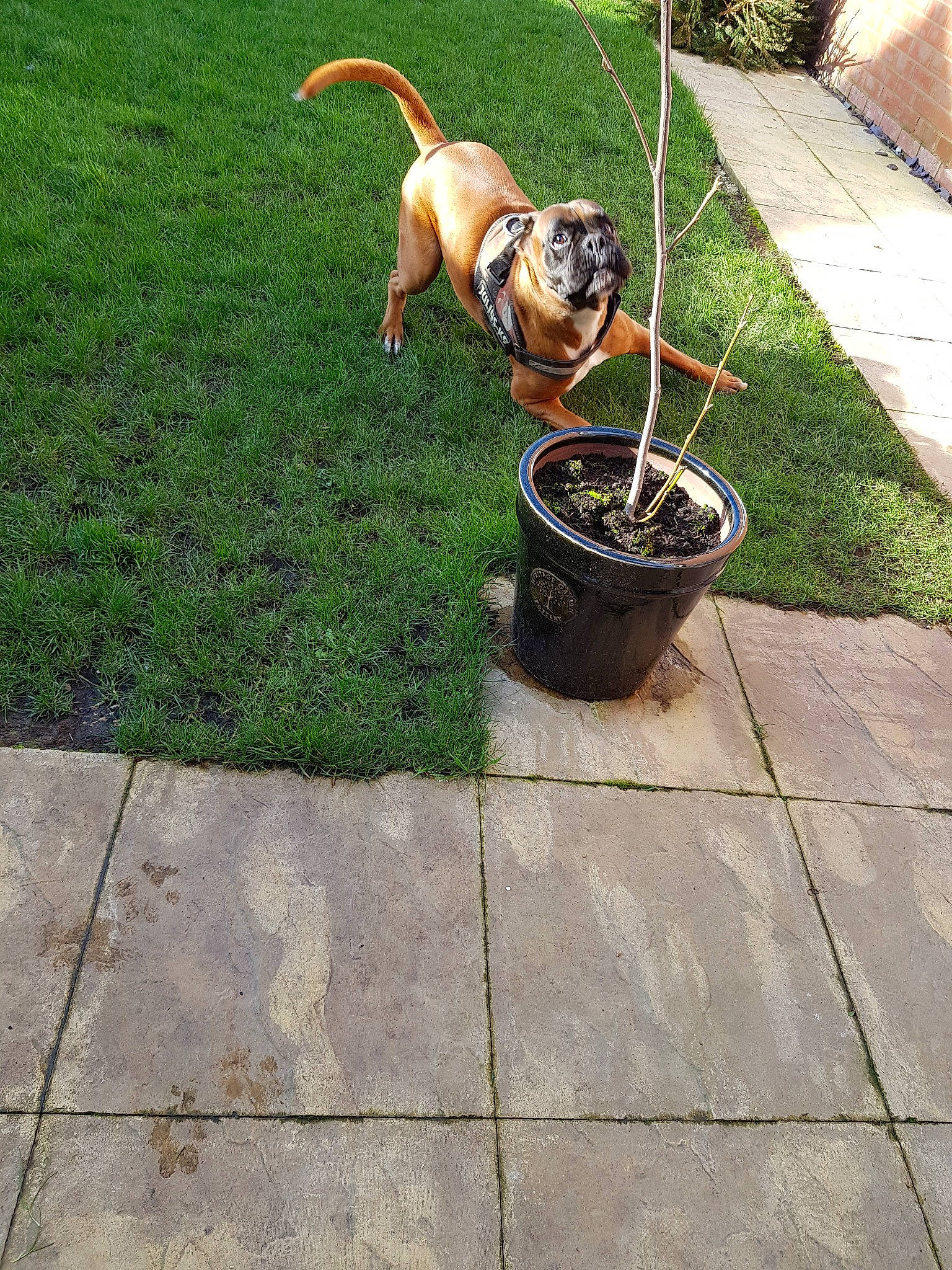 Bradley is registered to the contest to win money with this photo: boxer, canidae, carnivore, dog, dog_breed, fawn, grass