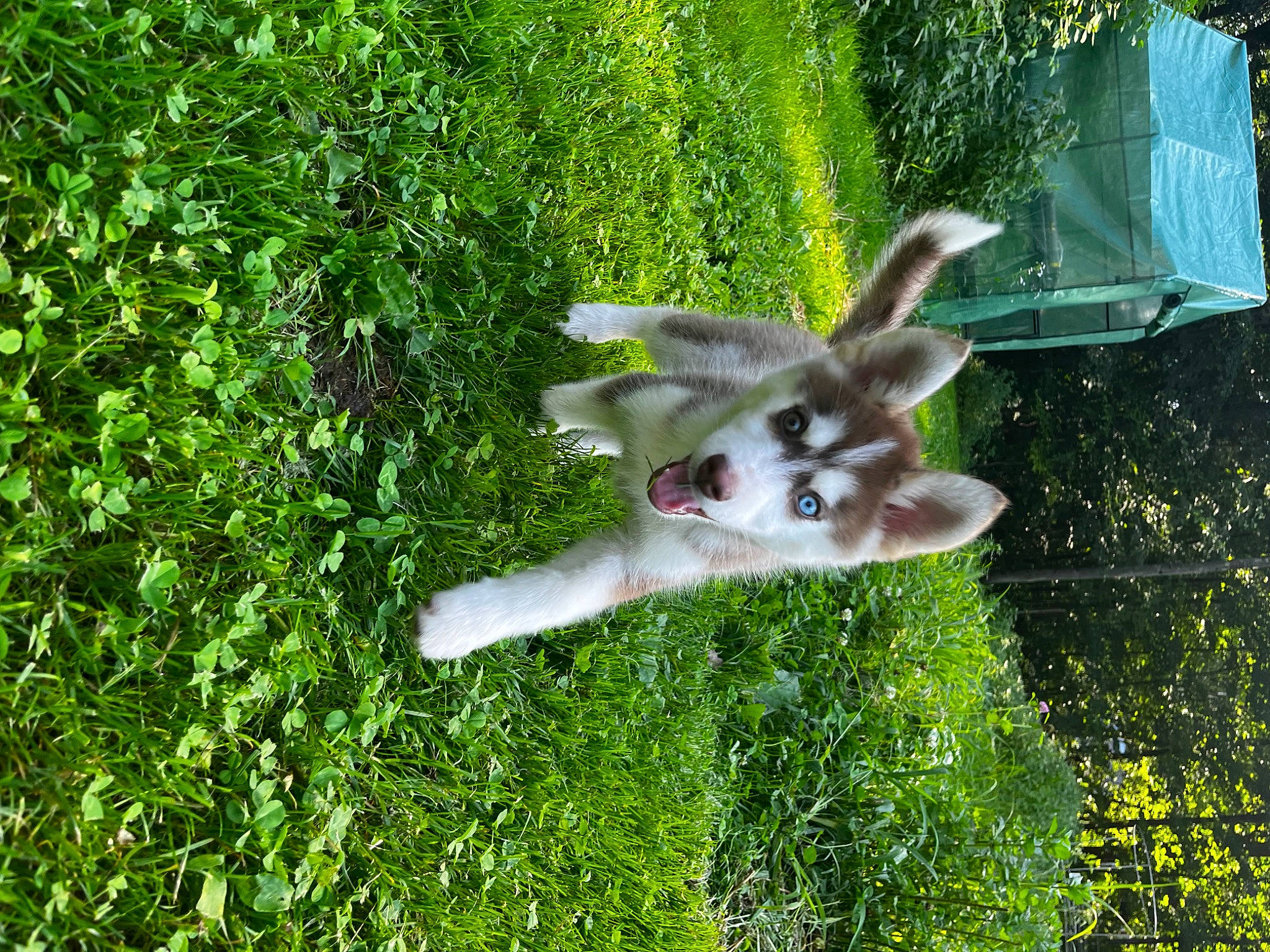 Jax joined the competition — help win amazing prizes! canidae, carnivore, companion_dog, dog, dog_breed, fawn, forest, grass, groundcover, jungle, plant, shrub, sporting_group, tail, terrestrial_animal, terrestrial_plant, tree, wildlife