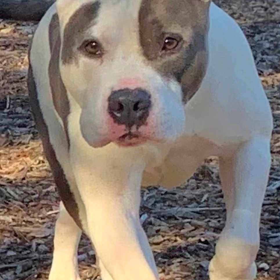 Kane
