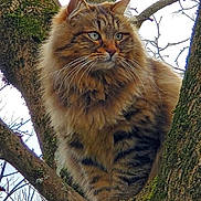 Ness a rejoint le concours — aidez-le/la à gagner de superbes lots ! cat, fluffy, tree, branch, moss, outdoor, animal, pet, feline, nature, wild, fur, whiskers, ears, eyes, brown, black, striped, closeup, daylight