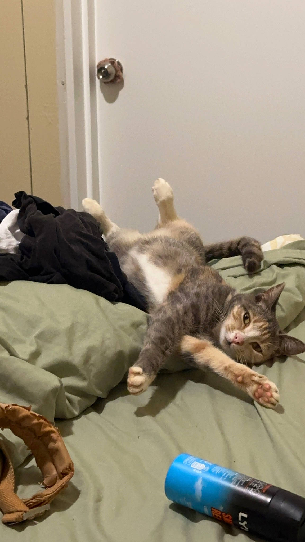 Tigger is registered to the contest to win money with this photo: carnivore, cat, comfort, companion_dog, couch, domestic_short_haired_cat, door, felidae, flooring, fur, hardwood, linens, nap, paw, room, small_to_medium_sized_cats, tail, water_bottle, whiskers, wood