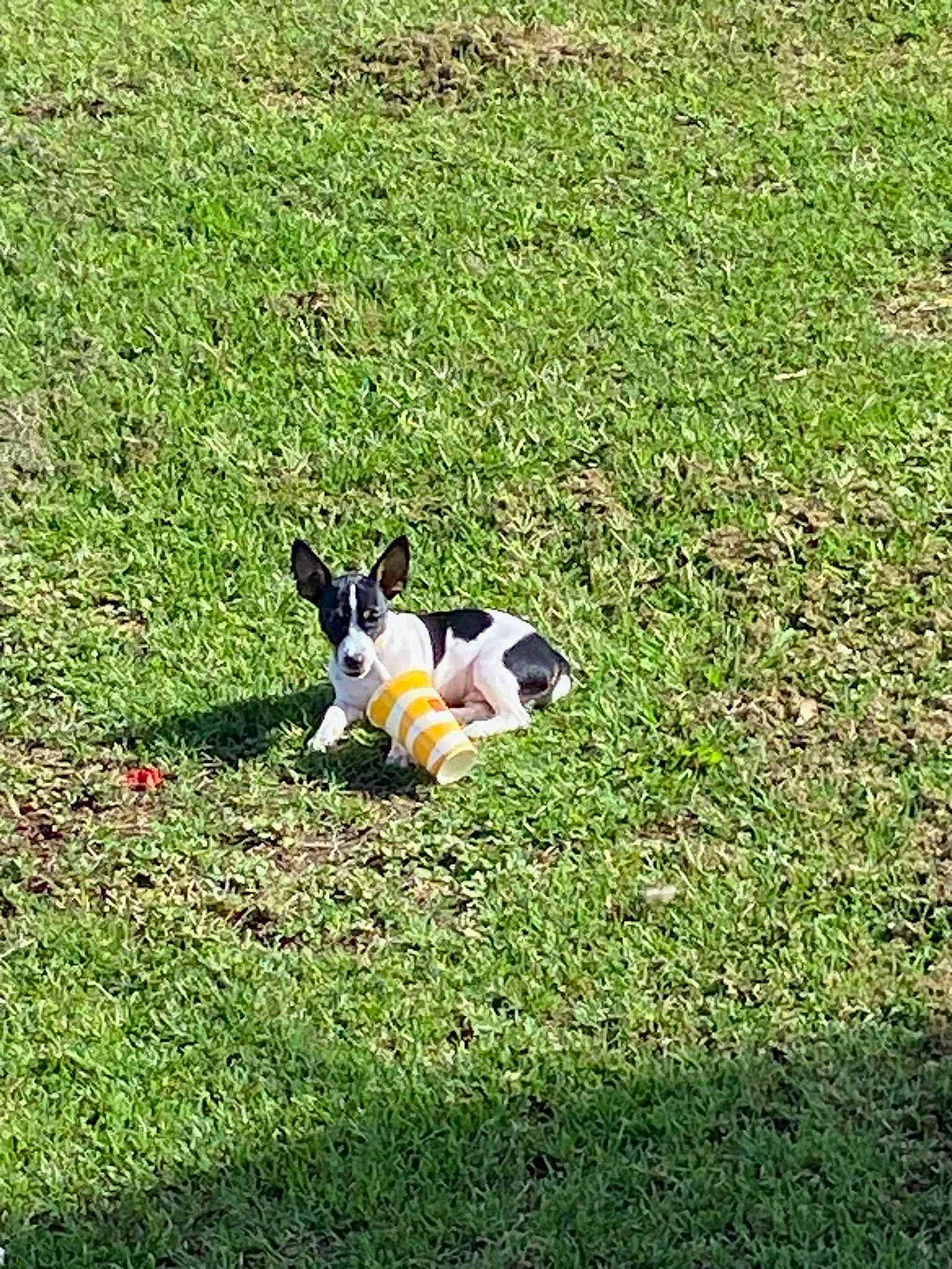 Snoopy is registered to the contest to win money with this photo: beak, canidae, carnivore, companion_dog, dog, dog_breed, fawn, grass, grass_family, grassland, groundcover, lawn, meadow, pasture, people_in_nature, plant, shrub, sporting_group, tail, tree