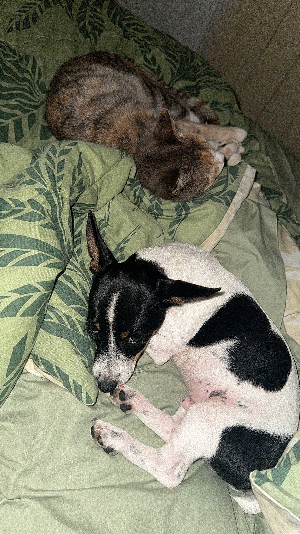 Snoopy is registered to the contest to win money with this photo: canidae, carnivore, comfort, companion_dog, dog, dog_breed, fur, linens, mammal, nap, non_sporting_group, paw, small_terrier, snout, sporting_group, terrestrial_animal, terrier, toy_dog, whiskers, working_animal