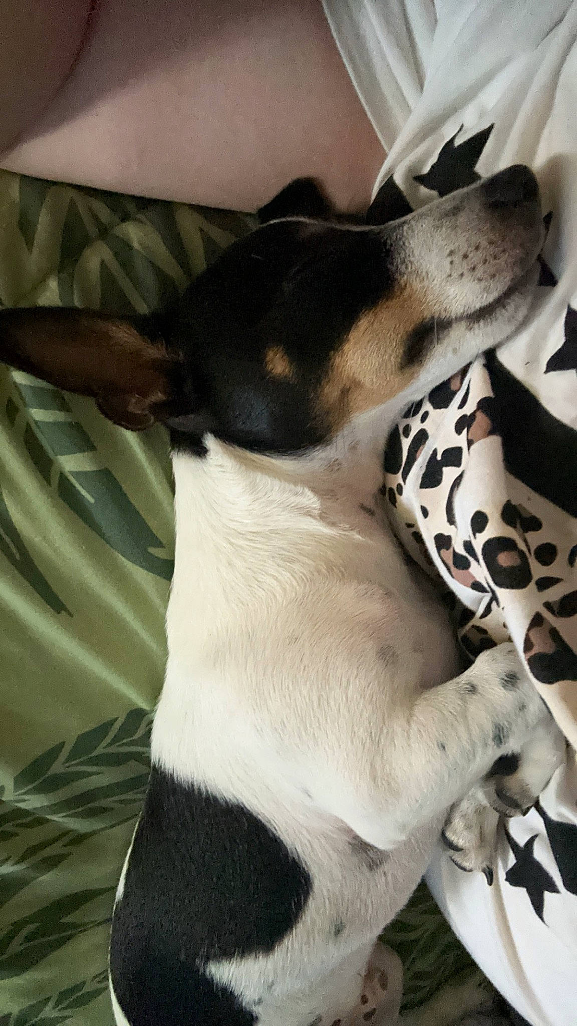 Snoopy is registered to the contest to win money with this photo: canidae, carnivore, chilean_fox_terrier, collar, comfort, companion_dog, dog, dog_breed, dog_collar, fawn, fur, linens, nap, non_sporting_group, paw, sleep, snout, sporting_group, whiskers, working_animal