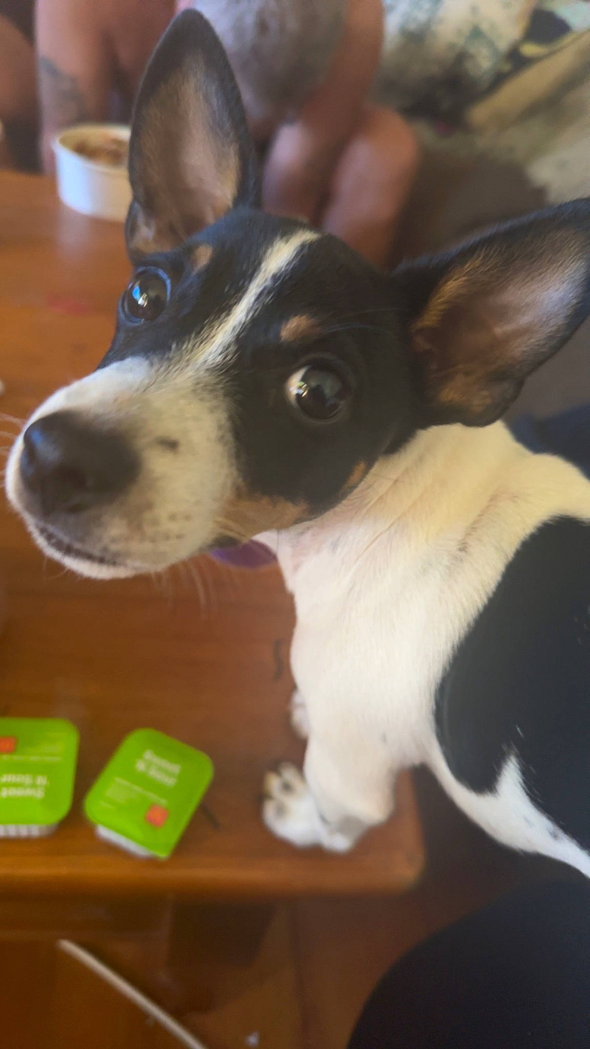 Snoopy joined the competition — help win amazing prizes! canidae, carnivore, collar, companion_dog, dog, dog_breed, ear, fur, non_sporting_group, paw, puppy, snout, sporting_group, table, terrestrial_animal, whiskers, working_animal