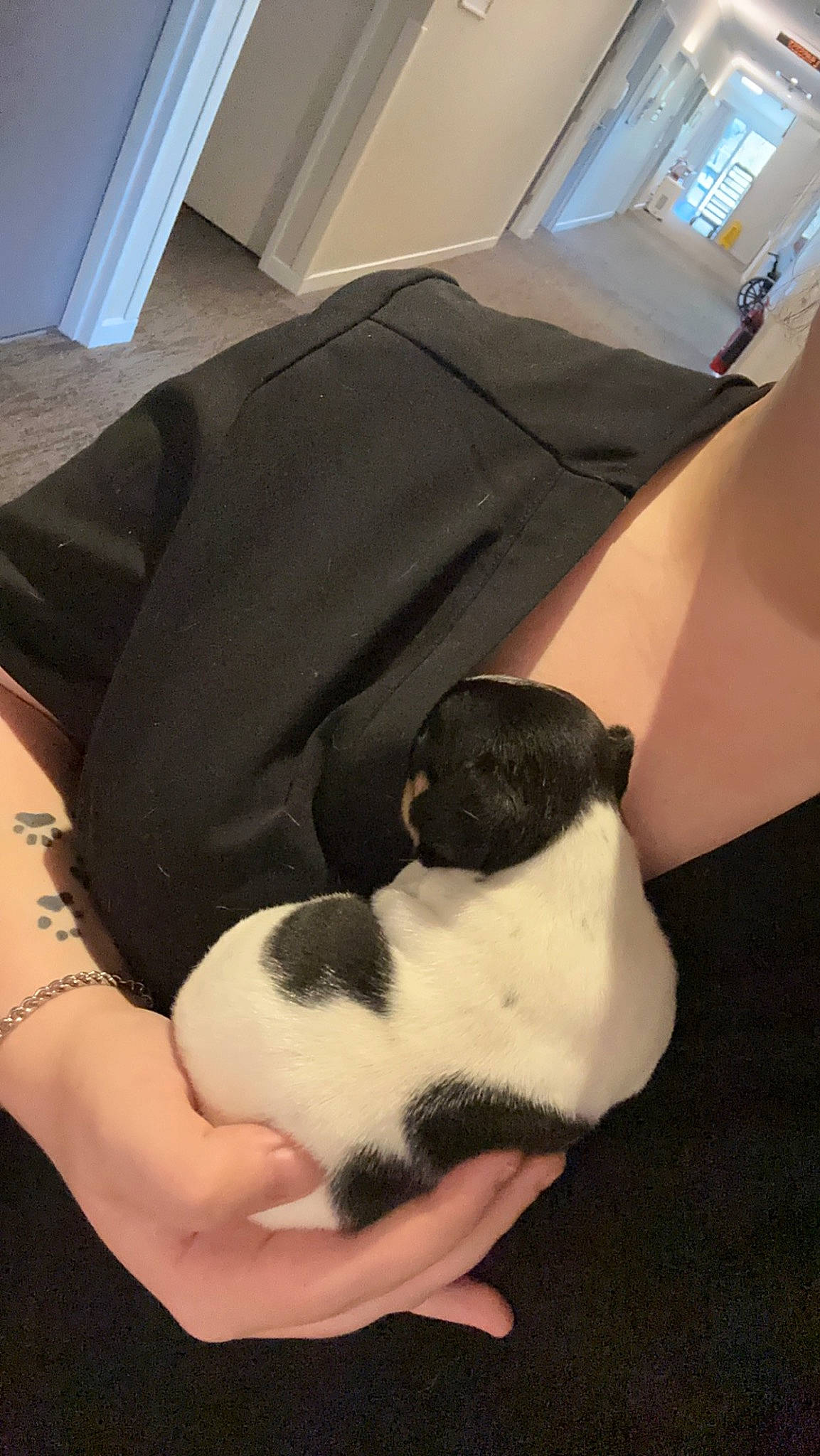 Snoopy is registered to the contest to win money with this photo: canidae, carnivore, comfort, companion_dog, dog_breed, elbow, fawn, felidae, fur, human_leg, knee, linens, nap, paw, small_to_medium_sized_cats, snout, sporting_group, tail, thigh, whiskers