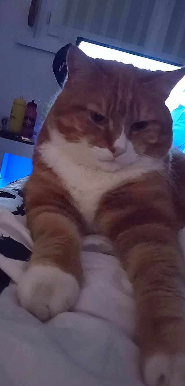 Romeo participe au concours pour gagner de l'argent avec cette photo : blue, carnivore, cat, claw, comfort, computer_keyboard, domestic_short_haired_cat, eye, fawn, felidae, foot, fur, gesture, input_device, paw, peripheral, small_to_medium_sized_cats, snout, tail, whiskers