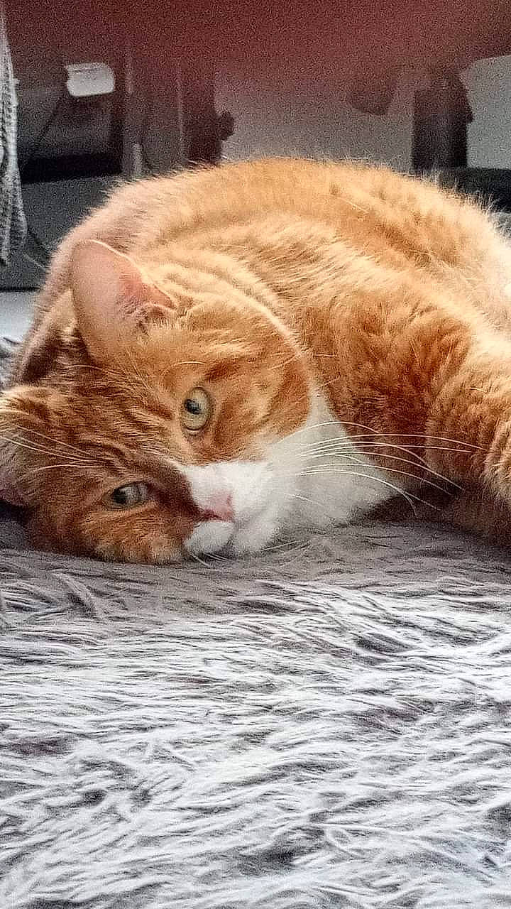 Romeo participe au concours pour gagner de l'argent avec cette photo : carnivore, cat, claw, domestic_short_haired_cat, fawn, felidae, fur, nap, paw, sitting, small_to_medium_sized_cats, snout, tail, terrestrial_animal, whiskers, wood