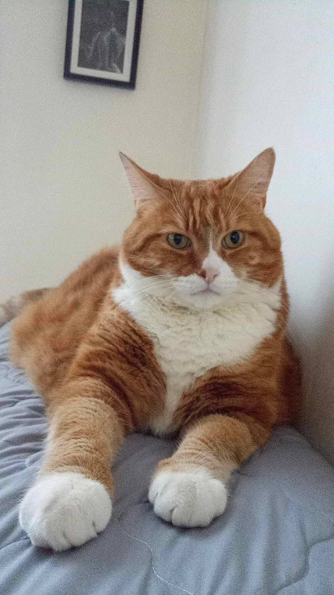 Romeo a rejoint le concours — aidez-le/la à gagner de superbes lots ! brown, carnivore, cat, claw, comfort, domestic_short_haired_cat, eye, fawn, felidae, foot, fur, paw, picture_frame, sitting, small_to_medium_sized_cats, snout, tail, whiskers, window, wood