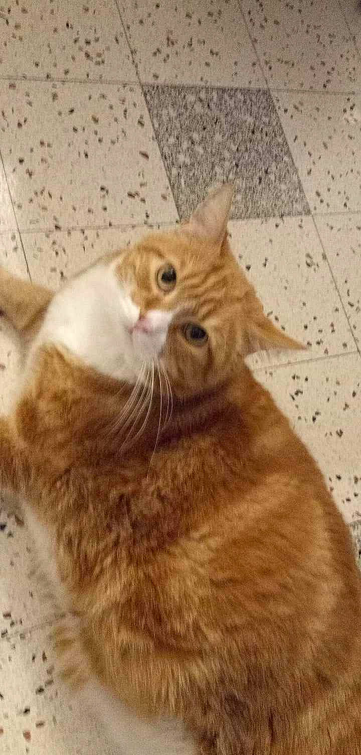 Romeo a rejoint le concours — aidez-le/la à gagner de superbes lots ! carnivore, cat, claw, comfort, domestic_short_haired_cat, ear, fawn, felidae, fur, paw, small_to_medium_sized_cats, snout, tail, terrestrial_animal, whiskers, wood