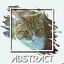 Roméo a rejoint le concours — aidez-le/la à gagner de superbes lots ! carnivoran, cat, cat_like_mammal, domestic_short_haired_cat, fauna, font, kitten, norwegian_forest_cat, photo_caption, small_to_medium_sized_cats, snout, tabby_cat, whiskers