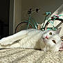 cat, white_cat, pet, indoor, carpet, sunlight, bicycle, retro_bike, green_eyes, relaxed, feline, animal, domestic_animal, closeup, laying_down, whiskers, pink_nose, window_light, shadow, cozy