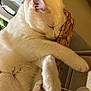 cat, white_cat, sleeping, pet, cozy, basket, indoor, feline, paw, fur, relaxed, cute, animal, whiskers, pink_ear, resting, close_up, soft_light, domestic_cat, comfortable