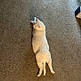 cat, white_cat, carpet, indoor, pet, animal, relaxed, feline, laying_down, floor, fur, whiskers, ears, tail, cute, domestic_animal, resting, home, cozy, sleepy