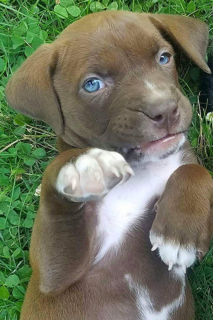 Dodger joined the competition — help win amazing prizes! american_pit_bull_terrier, beagador, blue_lacy, braque_francais, canidae, carnivore, dog, dog_breed, fawn, liver, mammal, pit_bull, pointer, pointing_breed, puppy, snout, sporting_group, vertebrate, vizsla, weimaraner