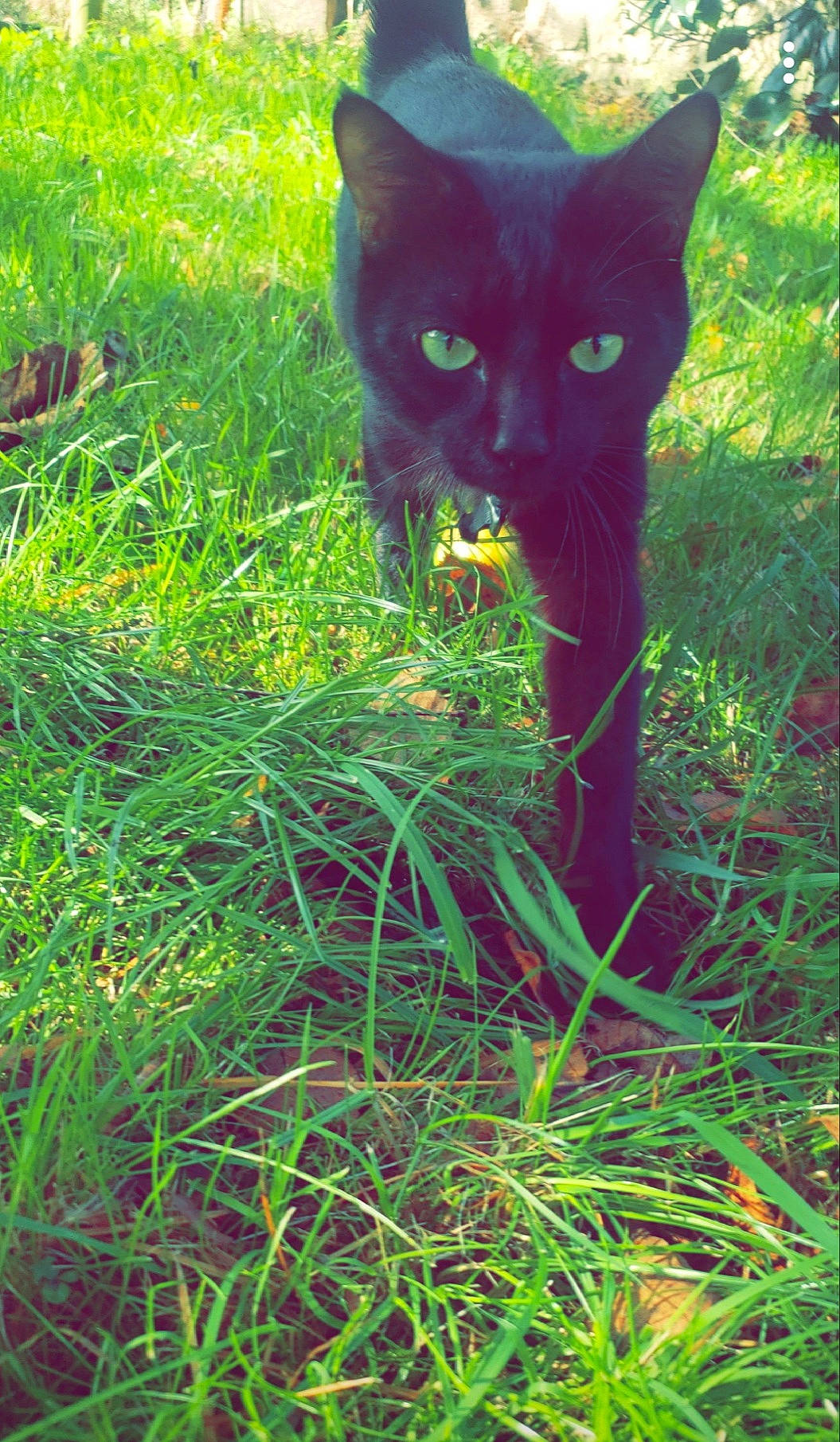 Chipie participe au concours pour gagner de l'argent avec cette photo : black_cat, bombay, carnivore, cat, domestic_short_haired_cat, electric_blue, felidae, fur, grass, grass_family, grassland, groundcover, lawn, plant, small_to_medium_sized_cats, snout, tail, terrestrial_animal, terrestrial_plant, whiskers