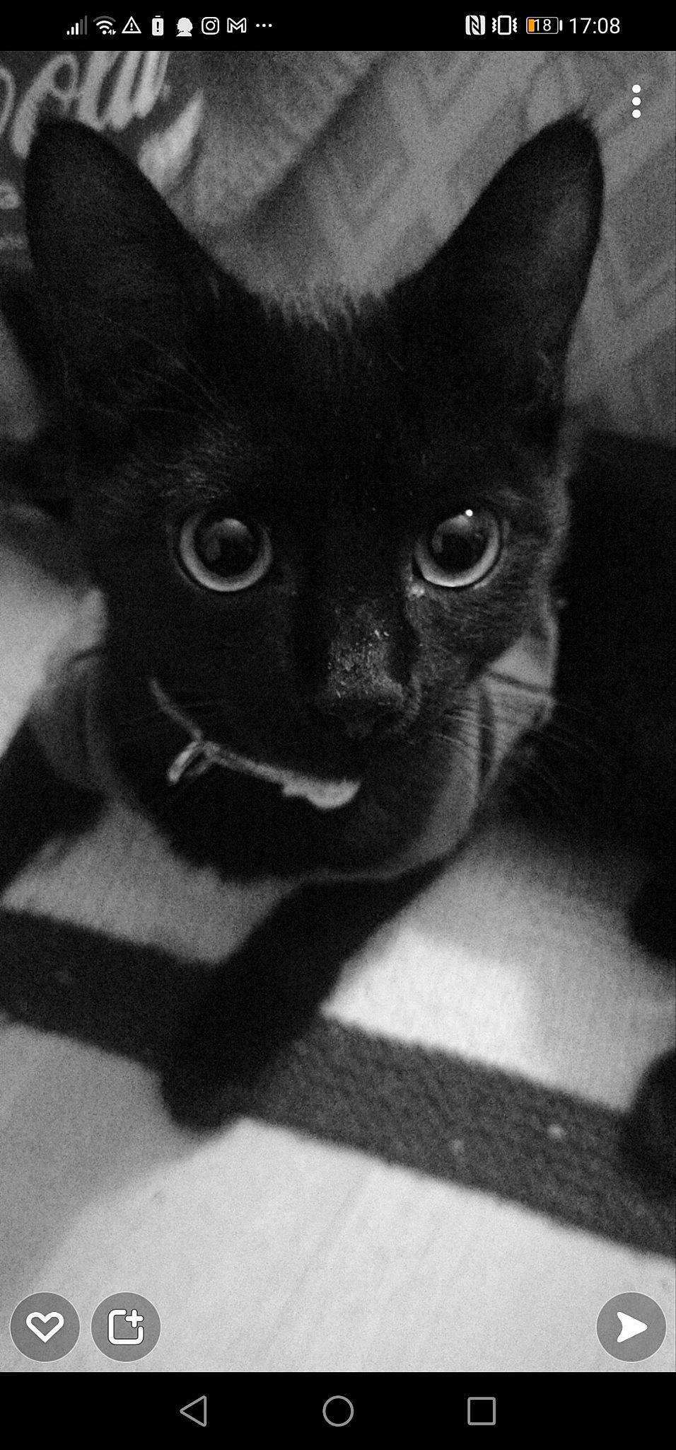 Chipie a rejoint le concours — aidez-le/la à gagner de superbes lots ! black, black_cat, carnivore, cat, domestic_short_haired_cat, eye, felidae, fur, grey, monochrome, monochrome_photography, shadow, small_to_medium_sized_cats, snout, terrestrial_animal, whiskers