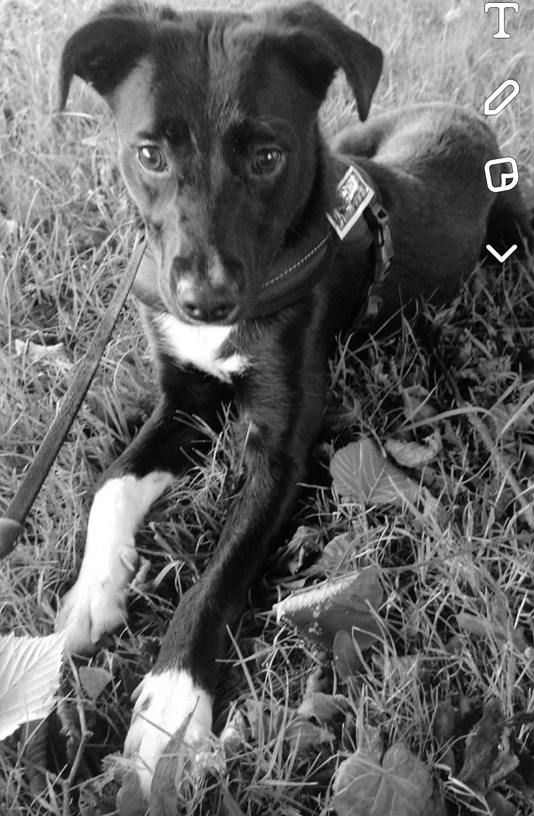 Bella participe au concours pour gagner de l'argent avec cette photo : black, black_and_white, canidae, carnivore, companion_dog, dog, dog_breed, dog_collar, fawn, grass, monochrome, monochrome_photography, plant, snout, sporting_group, stock_photography, terrestrial_animal, toy_dog, whiskers, working_animal