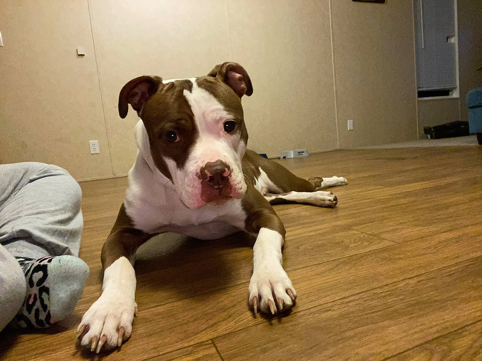 Roxy is registered to the contest to win money with this photo: canidae, carnivore, companion_dog, dog, dog_breed, dog_supply, floor, flooring, hardwood, laminate_flooring, mat, non_sporting_group, old_english_bulldog, pet_supply, snout, sporting_group, wood, wood_flooring, wood_stain, working_animal