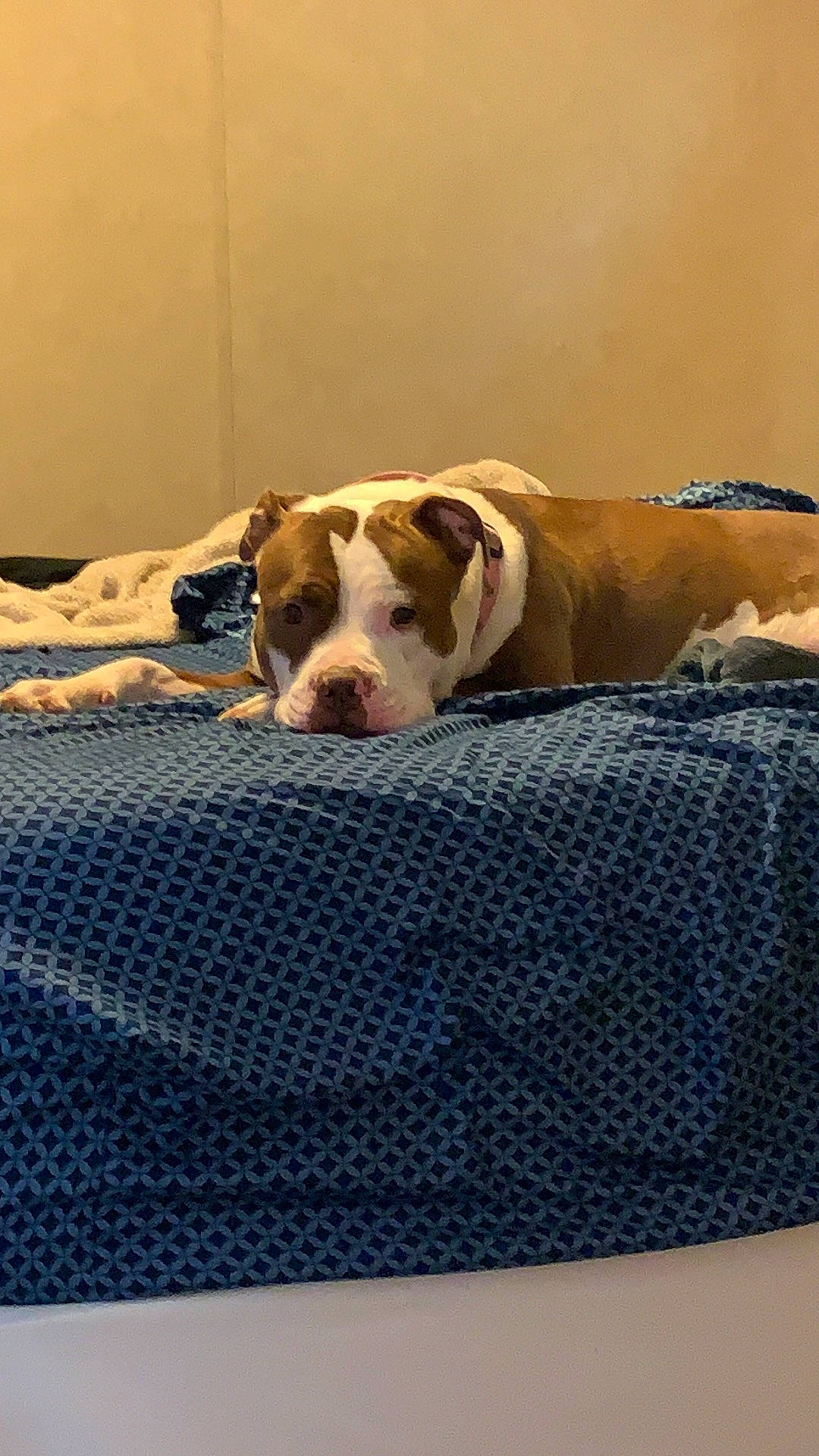 Roxy joined the competition — help win amazing prizes! canidae, carnivore, companion_dog, dog, dog_bed, dog_breed, dog_supply, dogo_guatemalteco, fawn, home_accessories, linens, mesh, non_sporting_group, old_english_bulldog, pet_supply, snout, sporting_group, vertebrate, working_animal, working_dog