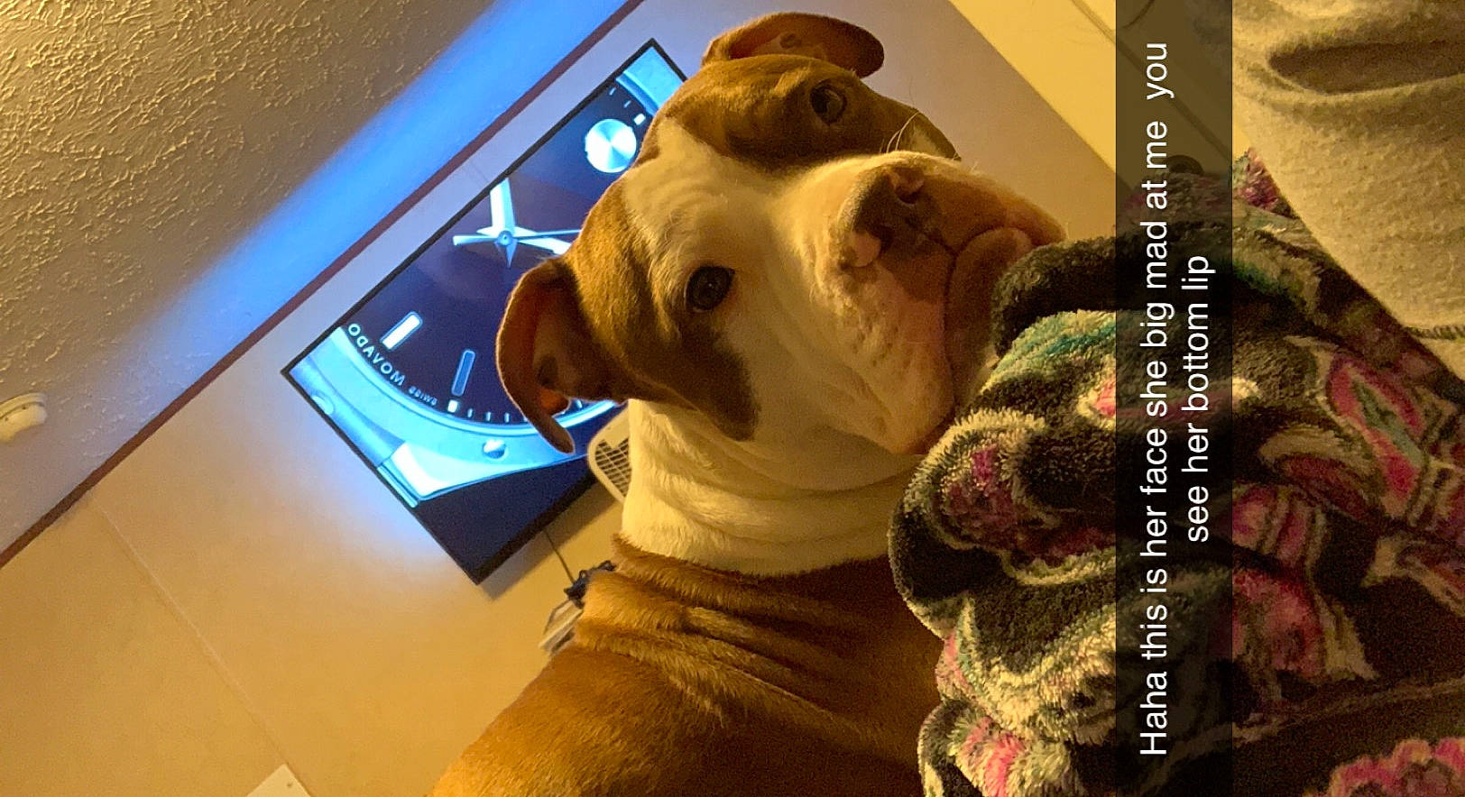 Roxy joined the competition — help win amazing prizes! bulldog, canidae, carnivore, collar, companion_dog, display_device, dog, dog_breed, dog_collar, fawn, flat_panel_display, non_sporting_group, old_english_bulldog, pet_supply, snout, sporting_group, vertebrate, whiskers, working_animal, wrinkle